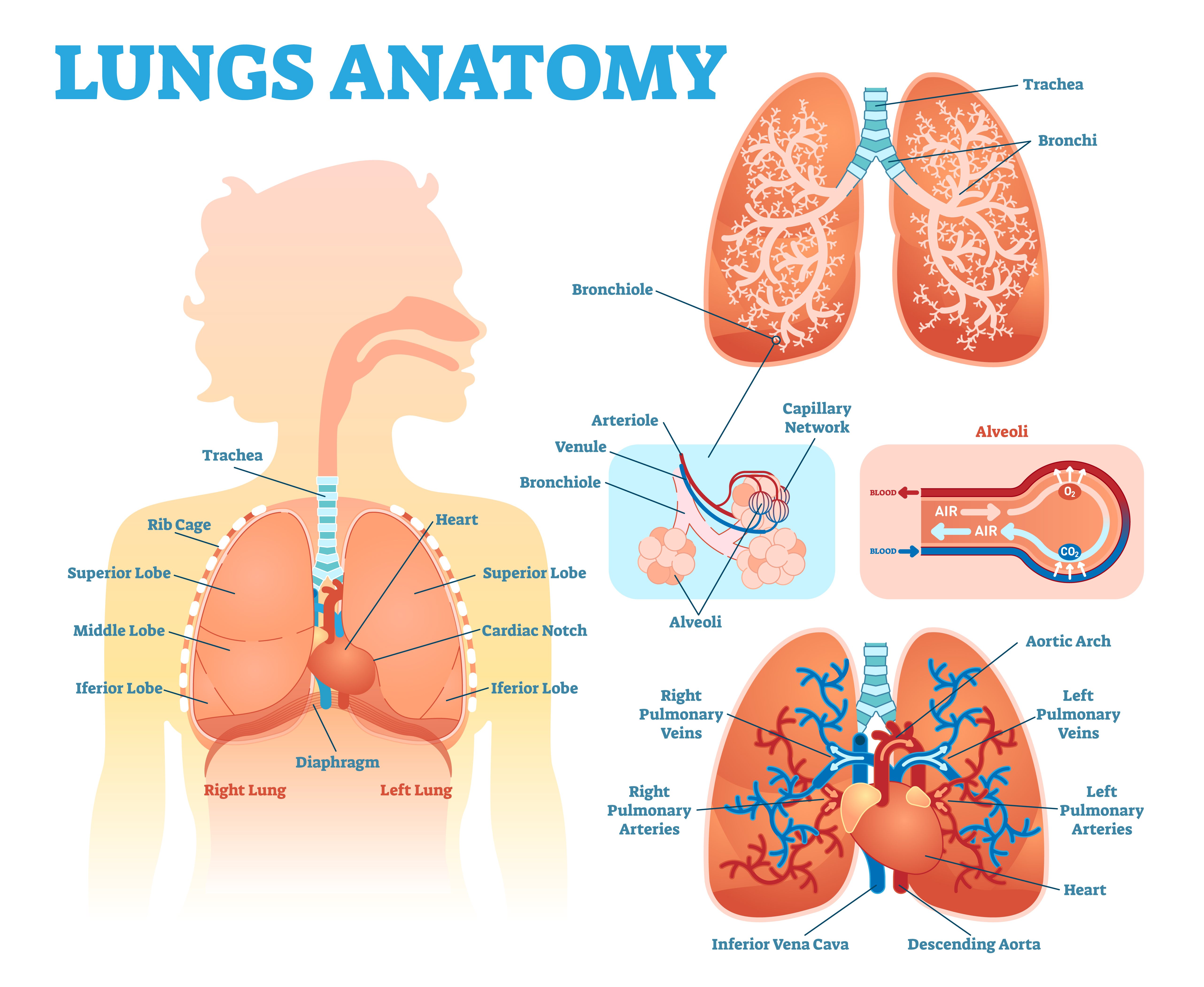 Lung anatomy